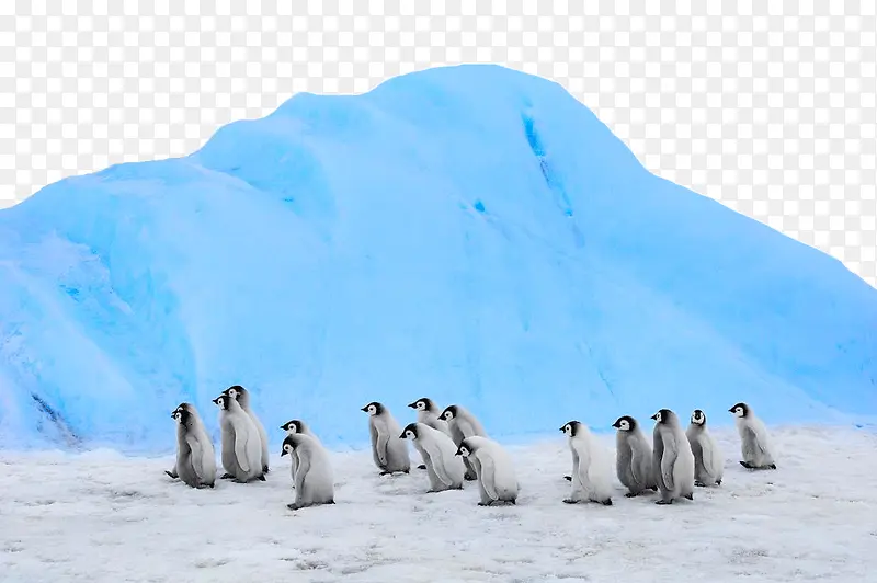 南极雪和企鹅