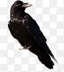 黑色羽毛高清小鸟装饰