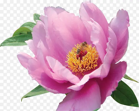 粉色春天鲜花盛开蜜蜂采蜜