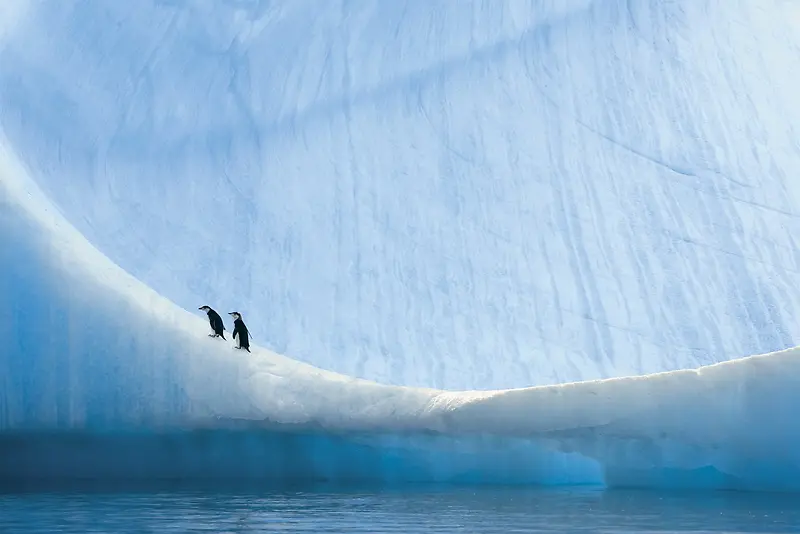 白色冰峰企鹅海报背景