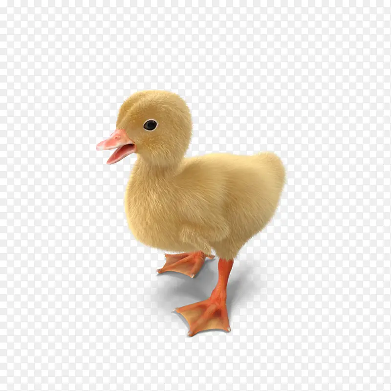 幼小的鸭雏