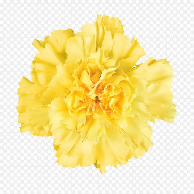 鲜花图片抽象鲜花图片素材