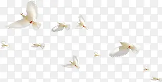 白色飞舞翱翔天际白鸽