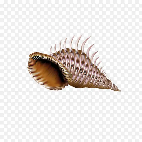 长角海螺