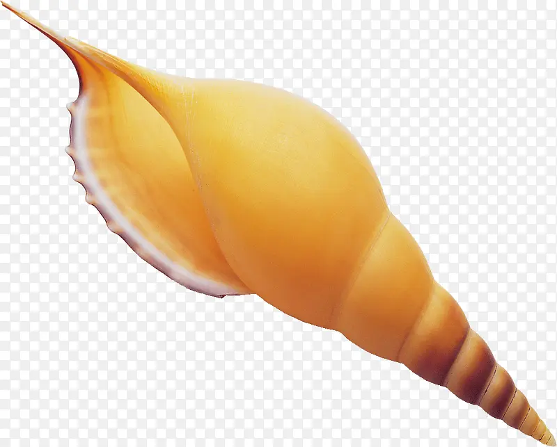 黄色长形海螺