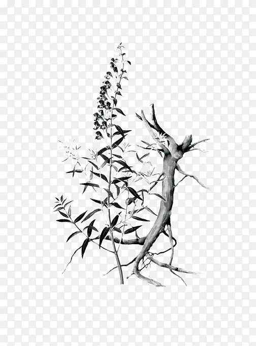 黄芩
