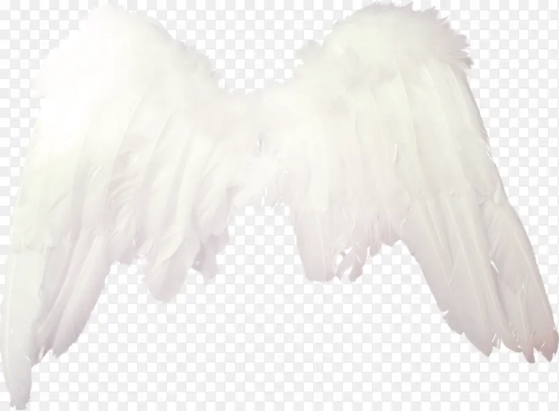白色漂亮翅膀