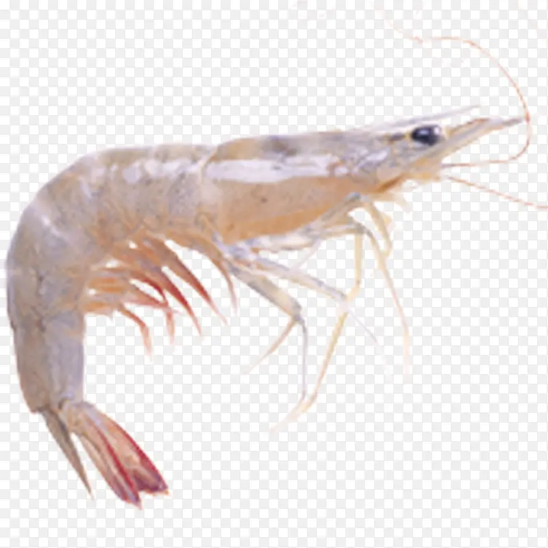 新鲜海鲜小虾png图片