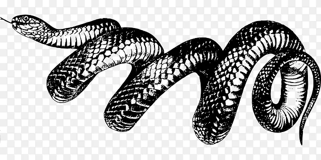 动物世界孤独黑白蛇