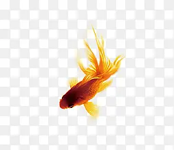 金黄鱼尾金鱼