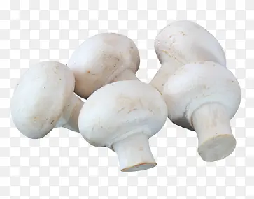 白色香菇