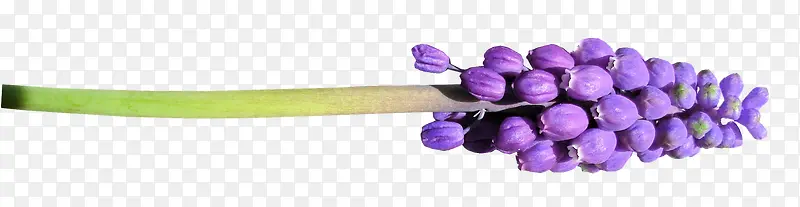 漂浮紫色花蕾