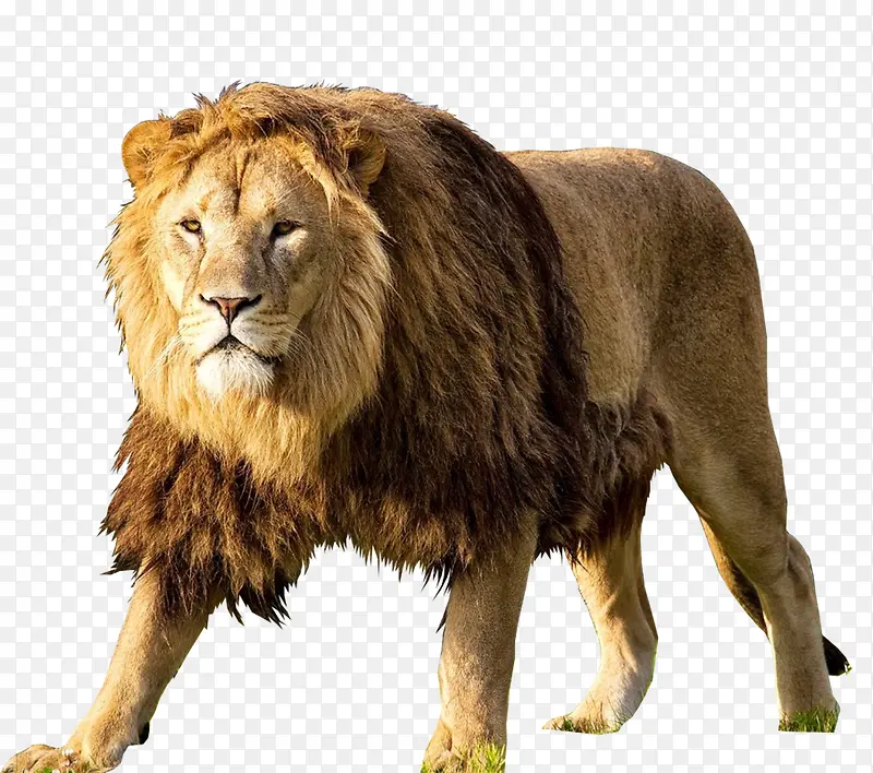 狮子狮王