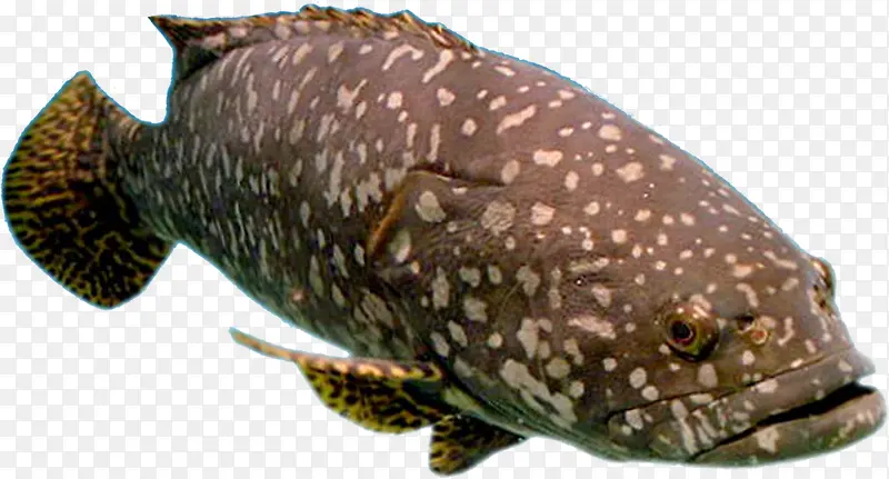 海洋鱼类深海鱼斑点身子