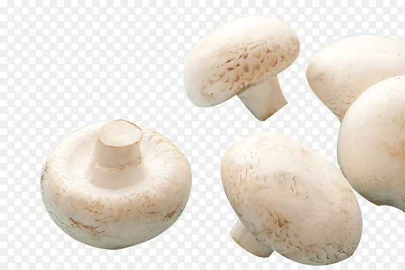 纯洁的白蘑菇实物图