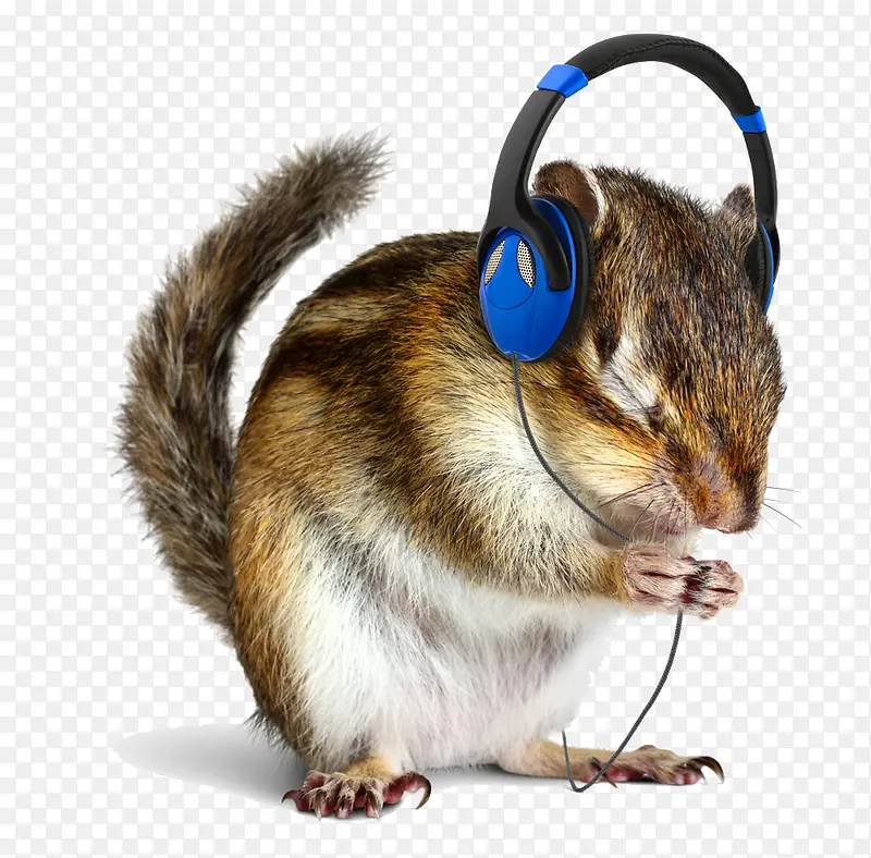 戴耳机的松鼠