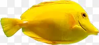 金黄色小鱼元素效果图