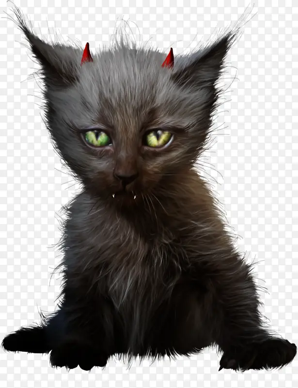 万圣节素材黑猫