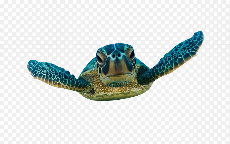 乌龟高清图