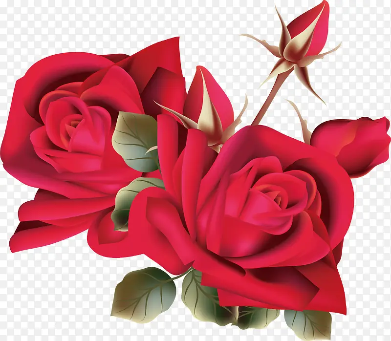 精美红色玫瑰花