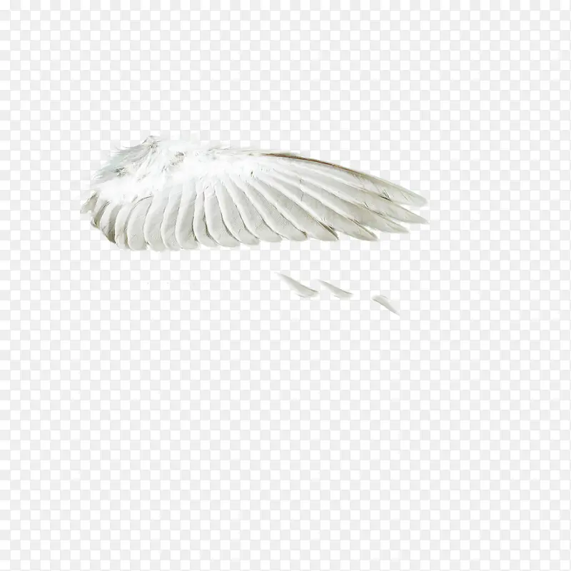 白色飘零的翅膀