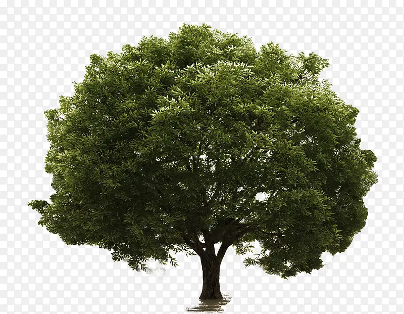 一颗枝繁叶茂的绿色大树高清大图