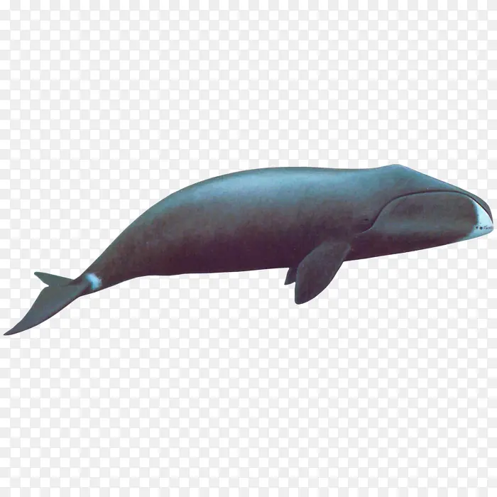 黑色鲸鱼