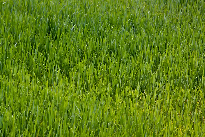 绿地草地背景