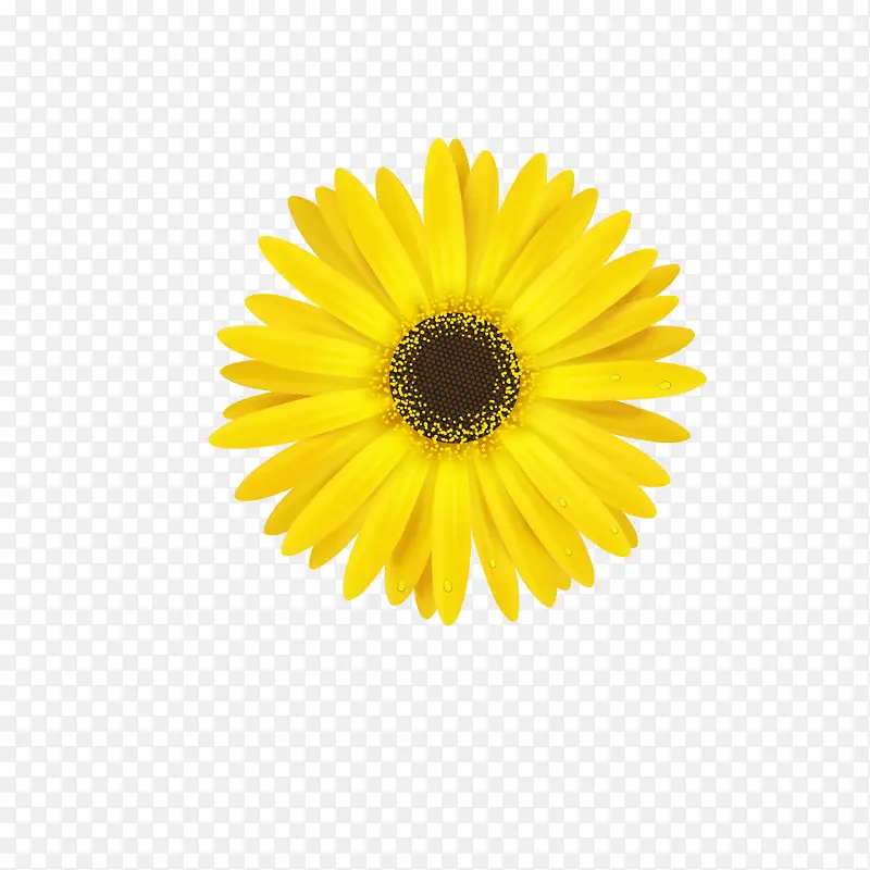 菊花矢量图