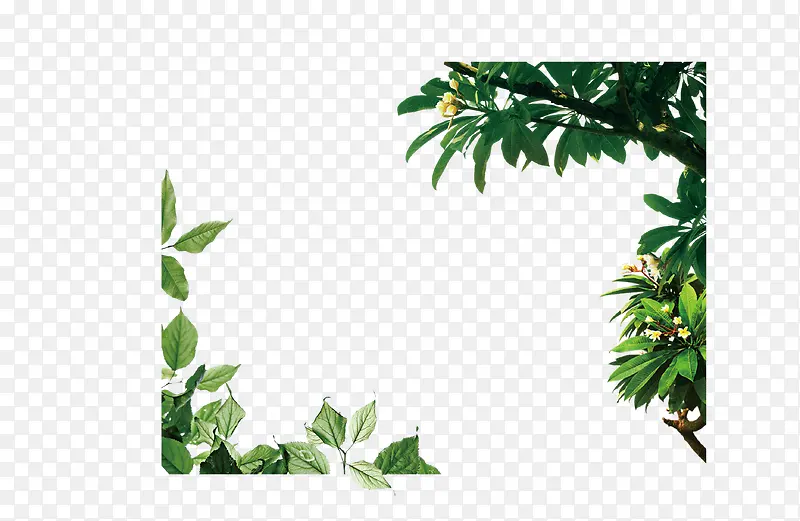 绿色的植物PNG图片素材下载_图片编号ydozvokp-免抠素材网