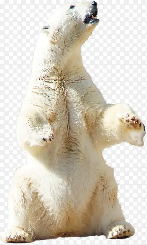 仰头看天的北极熊