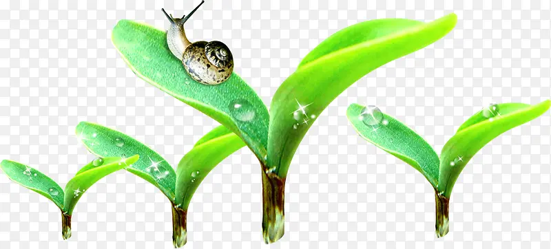 高清摄影绿色的植物蜗牛
