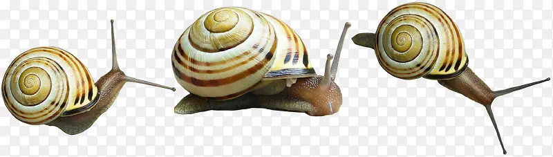 动物卡通动物图片 蜗牛