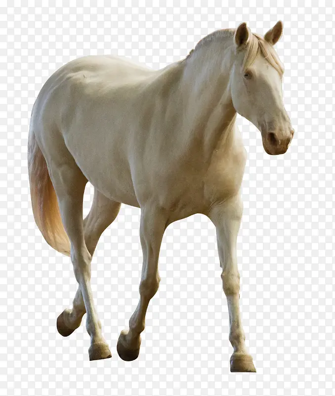 一匹白马
