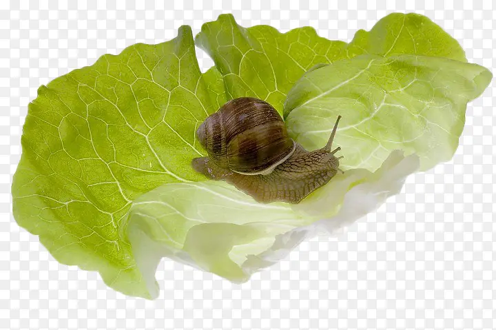 生菜叶上的蜗牛