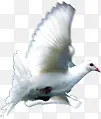 白色唯美飞翔鸽子