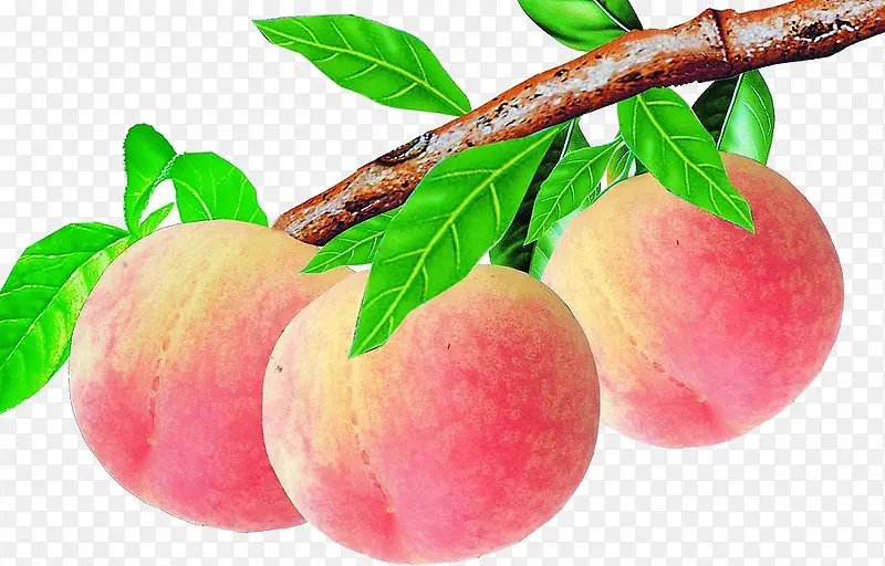 桃子和枝干免扣素材