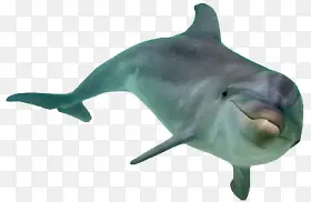海豚飞跃 png动物素材