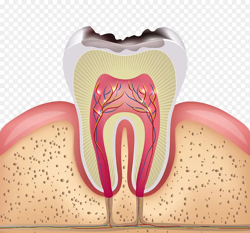 牙齿平面图