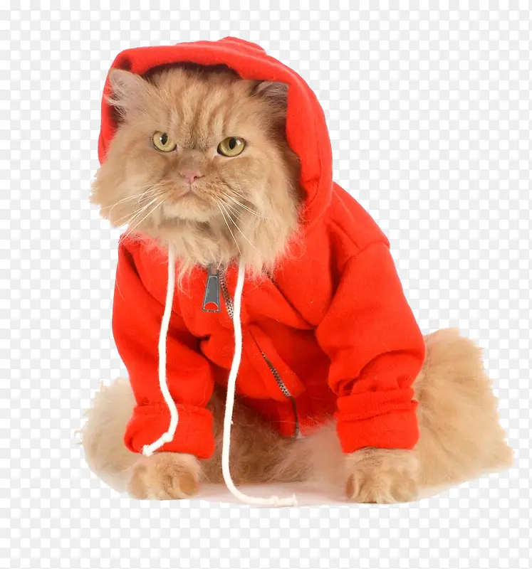 红色衣服的宠物猫图片素材