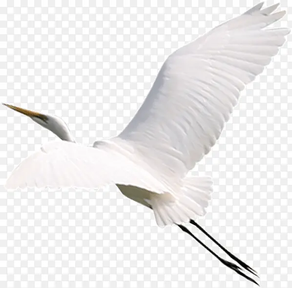 白色的鹤