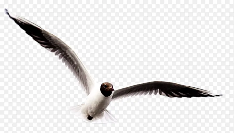 手绘虫鸟  展翅飞翔的鸟