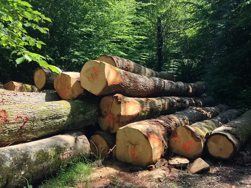 木头原木森林材料