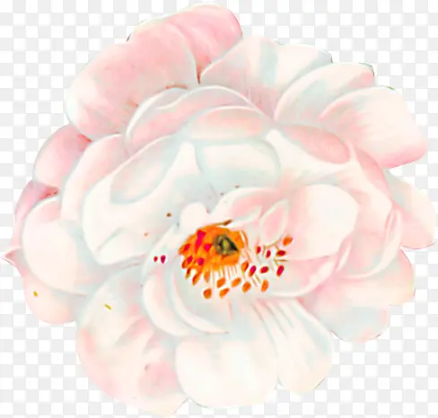 油画植物淡粉色花朵