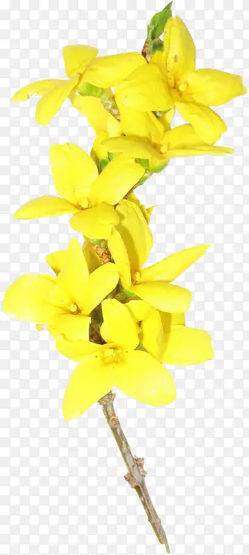 黄色香蕉花