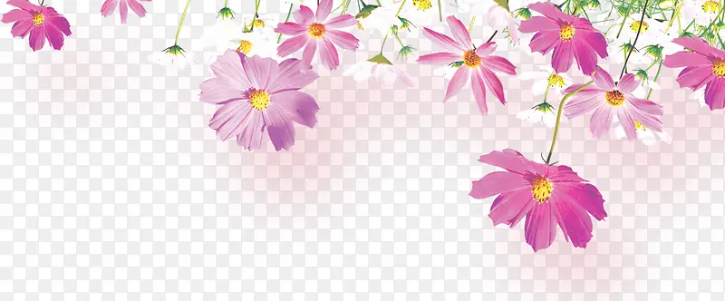 好看的花朵