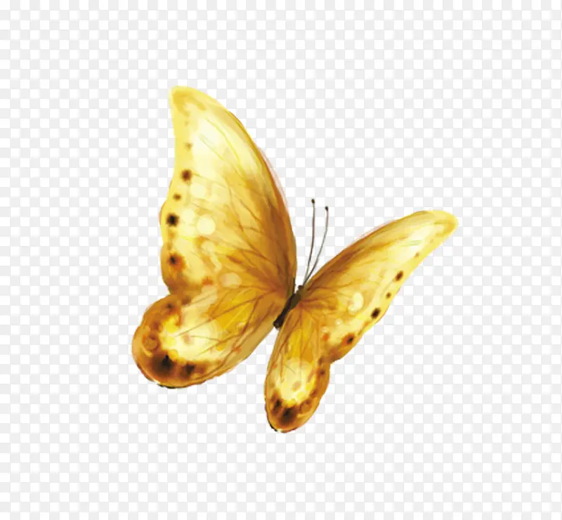 金色蝴蝶