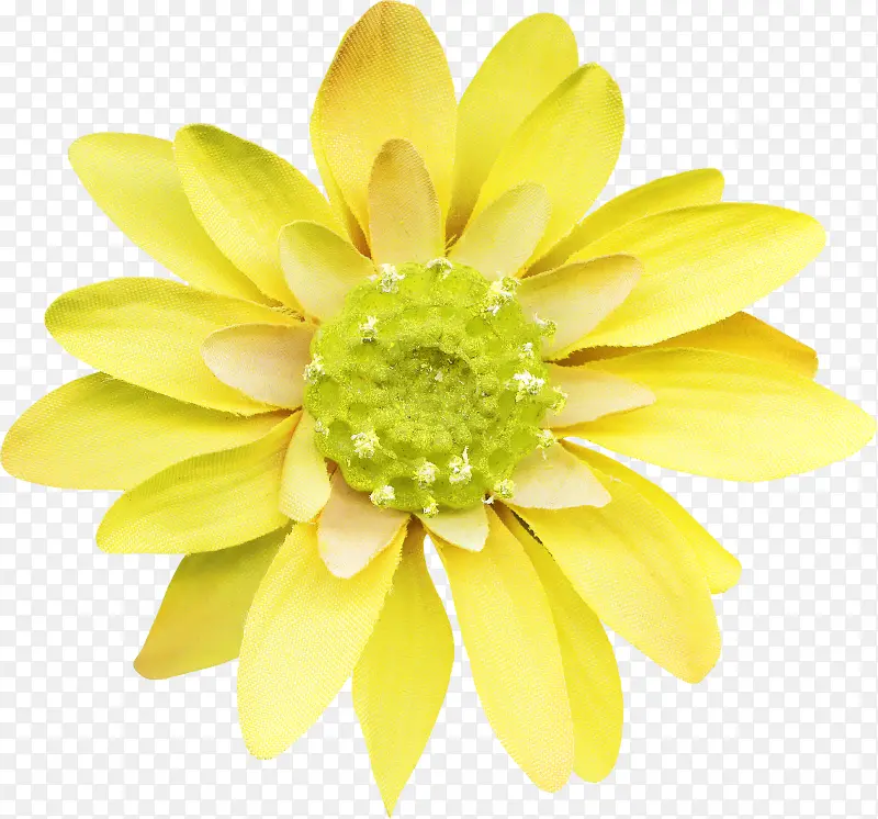 金鸡菊菊花