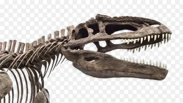 实物恐龙化石