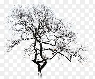 摄影冬天室外树木造型